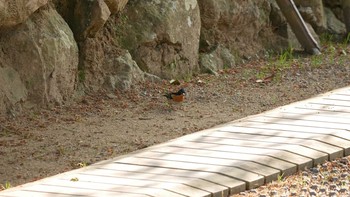 2021年4月20日(火) 松江城の野鳥観察記録