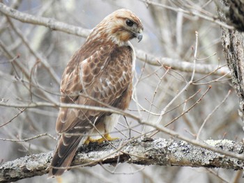 Eastern Buzzard 奥日光 Sun, 4/18/2021