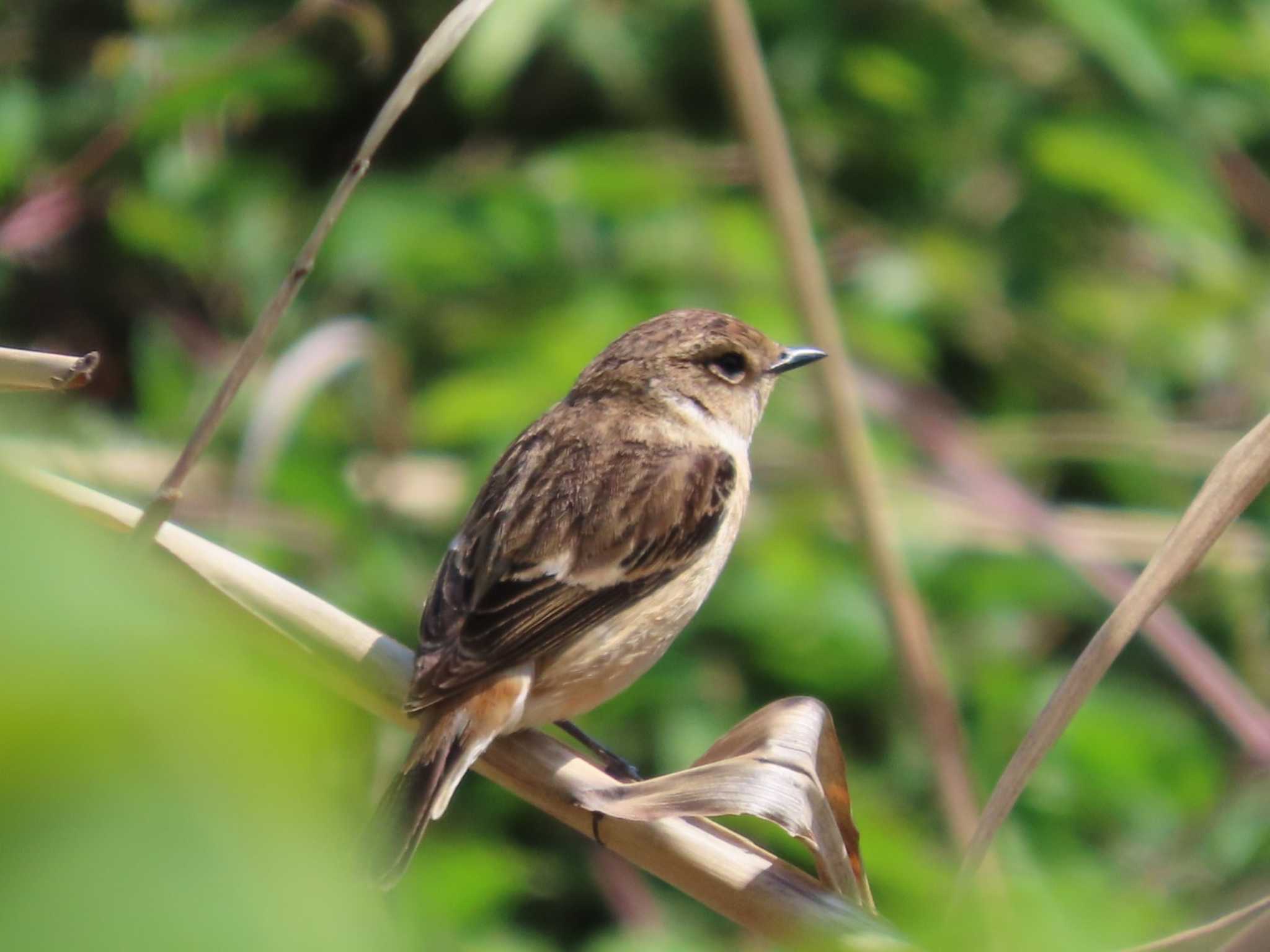 ノビタキ♀