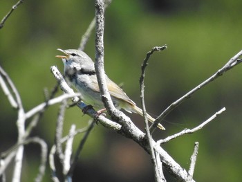 2021年4月19日(月) 印旛沼の野鳥観察記録