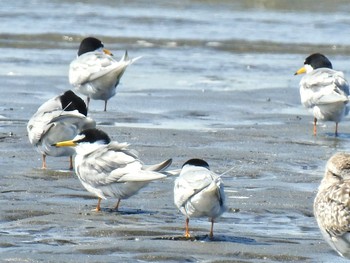 コアジサシ ふなばし三番瀬海浜公園 2021年4月18日(日)