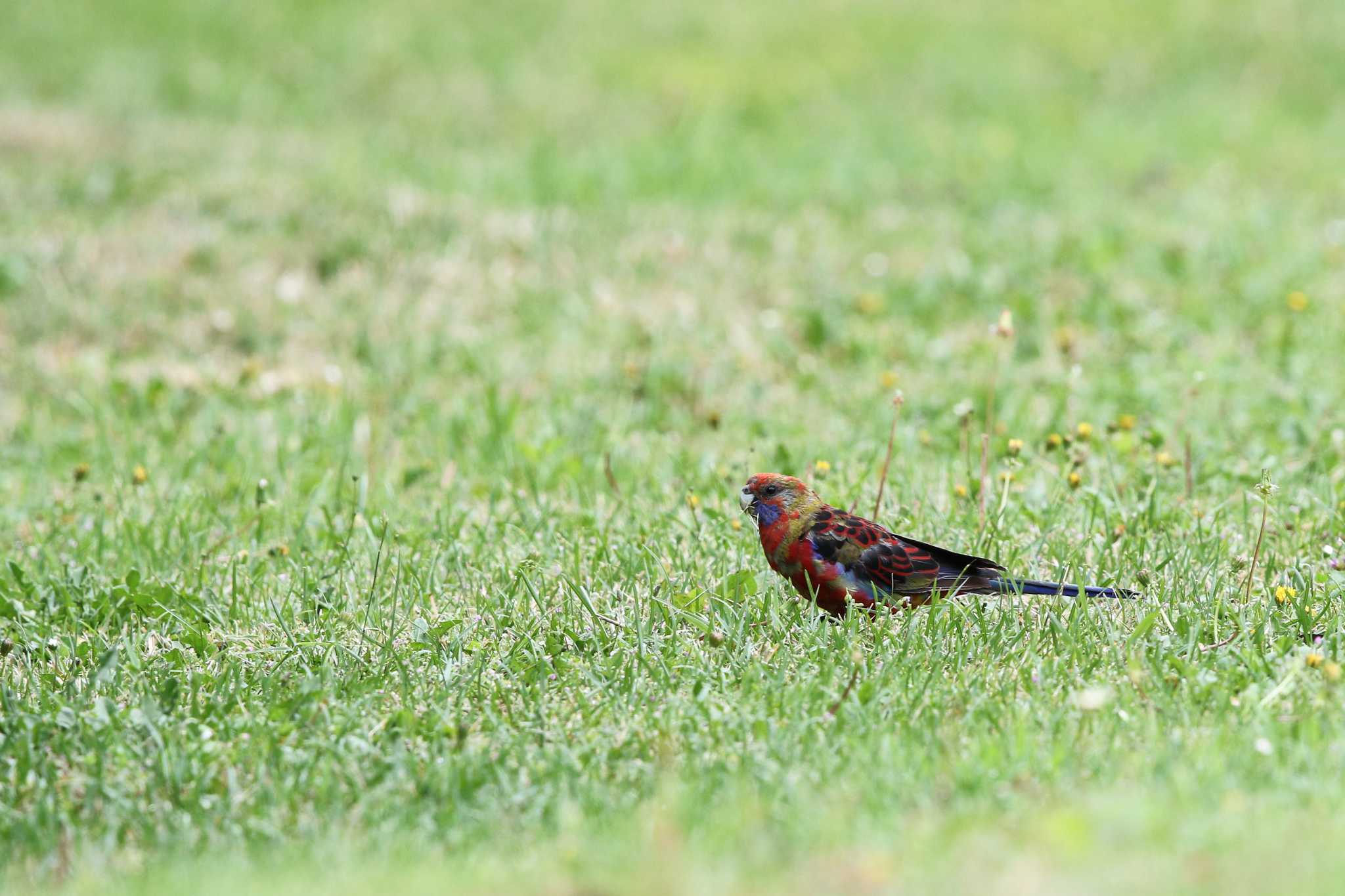 Photo of Crimson Rosella at Twelve Apostles Motel & Country Retreat by Trio