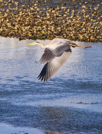 Grey Heron Yatsu-higata Tue, 4/20/2021