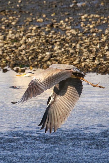 Grey Heron Yatsu-higata Tue, 4/20/2021