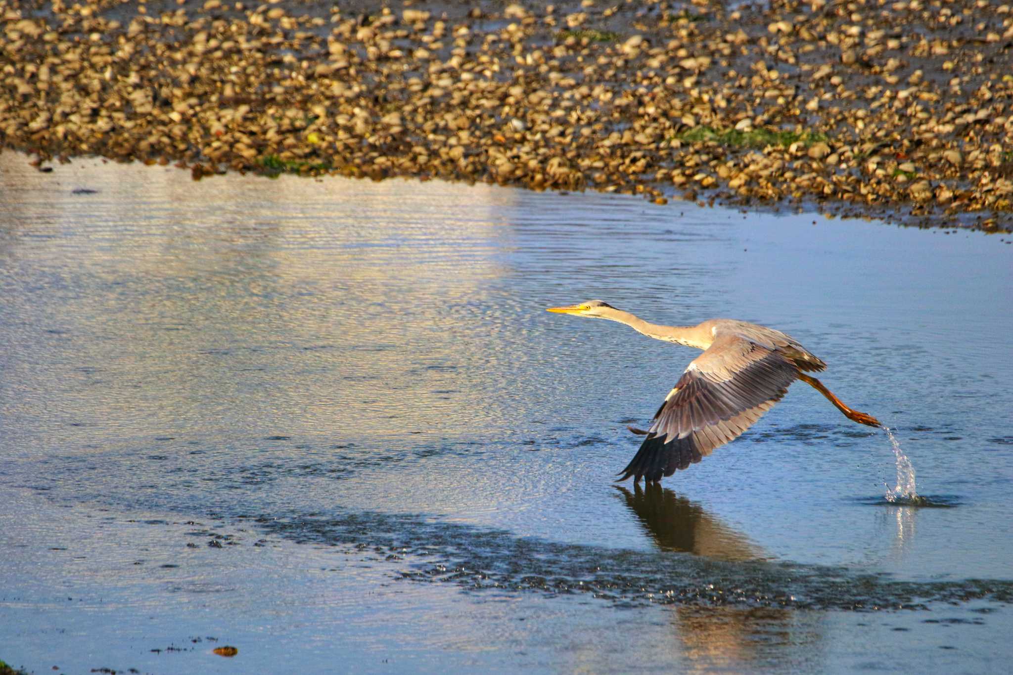 Photo of Grey Heron at Yatsu-higata by 川名康之