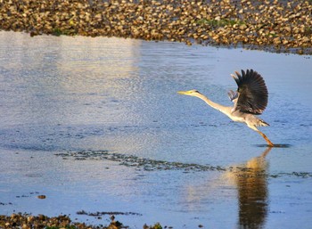 Tue, 4/20/2021 Birding report at Yatsu-higata