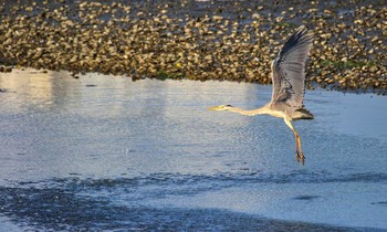 Grey Heron Yatsu-higata Tue, 4/20/2021