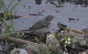 タヒバリ 場所が不明 撮影日未設定