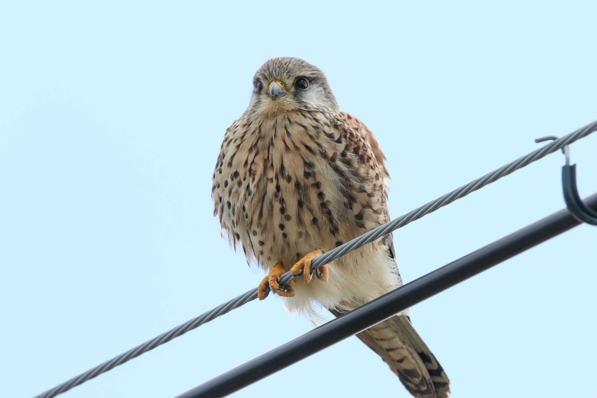 Photo of Common Kestrel at Nabeta Reclaimed land by Trio