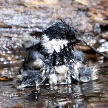 Coal Tit 北海道 Fri, 4/16/2021