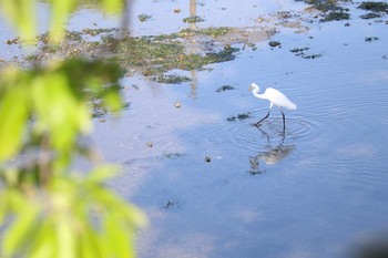 Great Egret Yatsu-higata Tue, 4/20/2021