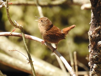 2021年4月18日(日) 檜原都民の森の野鳥観察記録