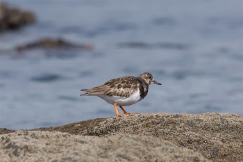 キョウジョシギ 長井 2017年2月22日(水)