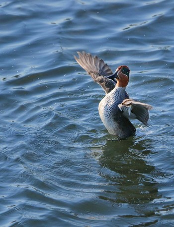 Eurasian Teal Yatsu-higata Tue, 4/20/2021