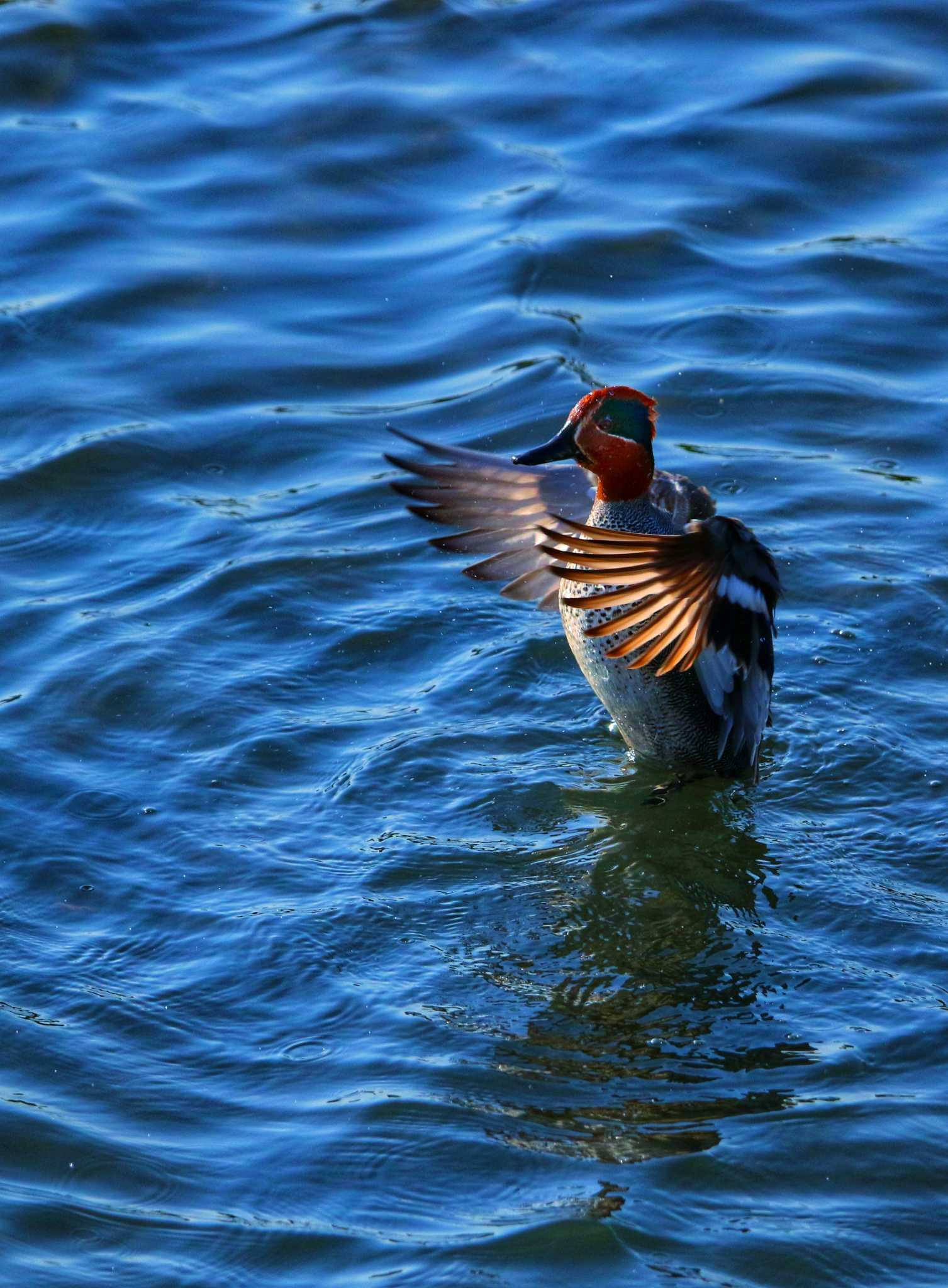 Photo of Eurasian Teal at Yatsu-higata by 川名康之