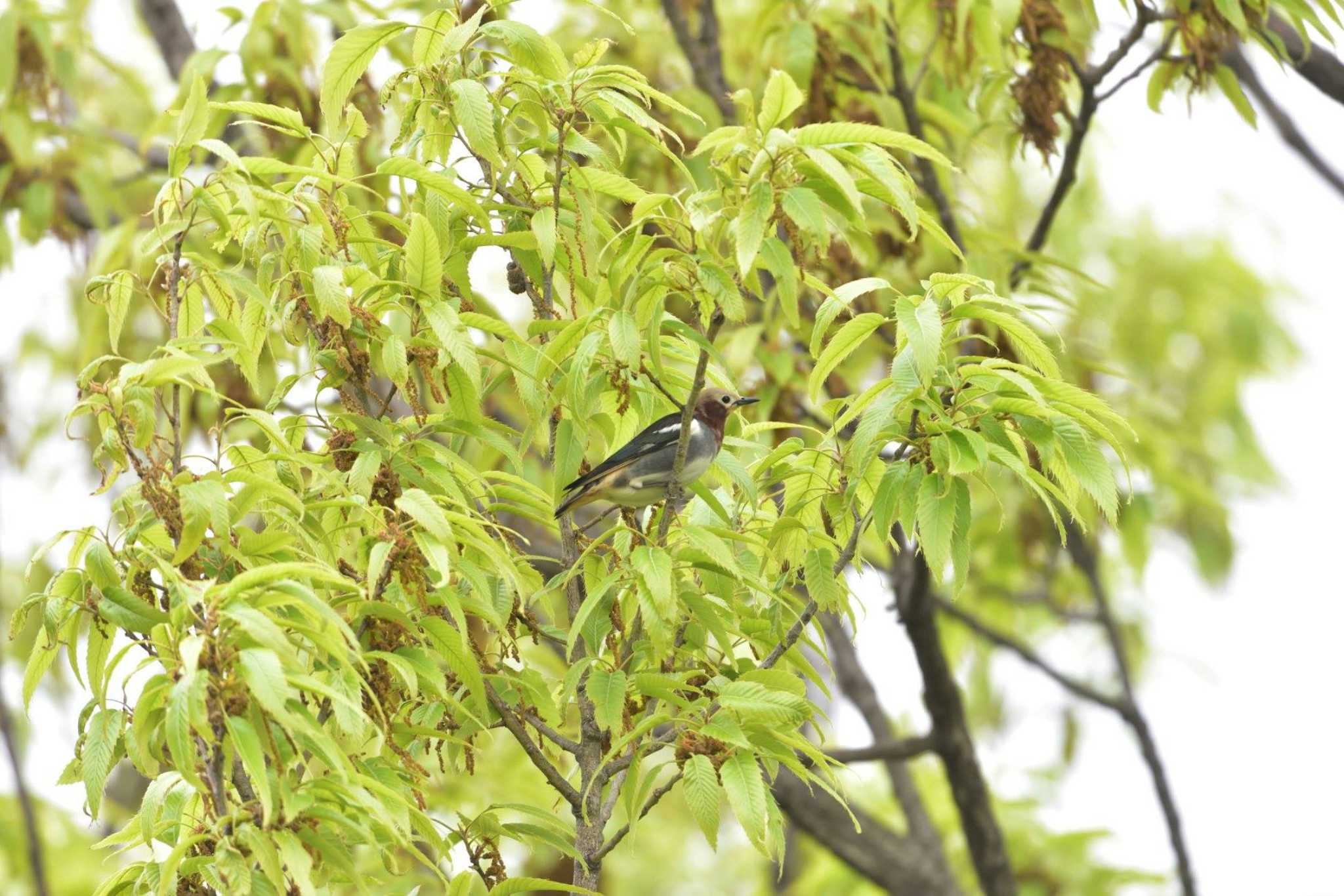 長浜公園 コムクドリの写真