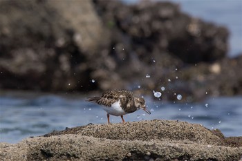 キョウジョシギ 長井 2017年2月22日(水)