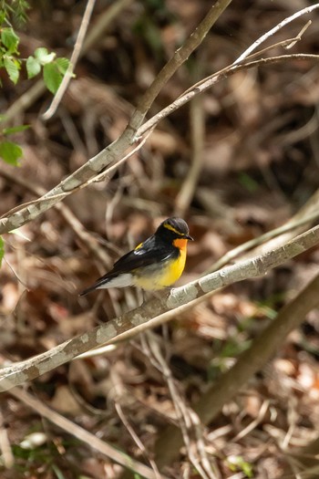 Narcissus Flycatcher 大滝山 Sun, 4/18/2021