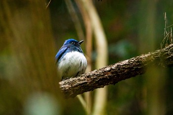 Blue-and-white Flycatcher Unknown Spots Sun, 4/18/2021