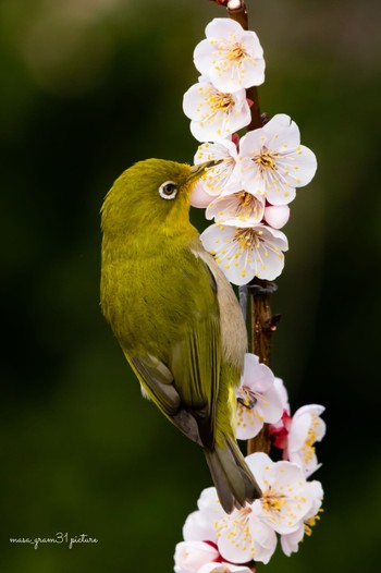 Warbling White-eye Unknown Spots Sat, 2/27/2021