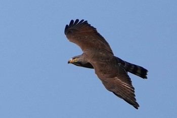 Grey-faced Buzzard 千葉県柏市 Sun, 4/18/2021