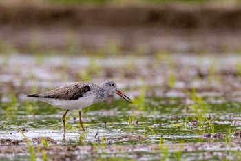 Common Greenshank 福岡県 鞍手町 Sun, 4/18/2021