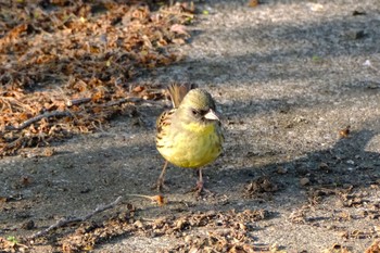 アオジ 守谷　城址公園 2021年4月20日(火)