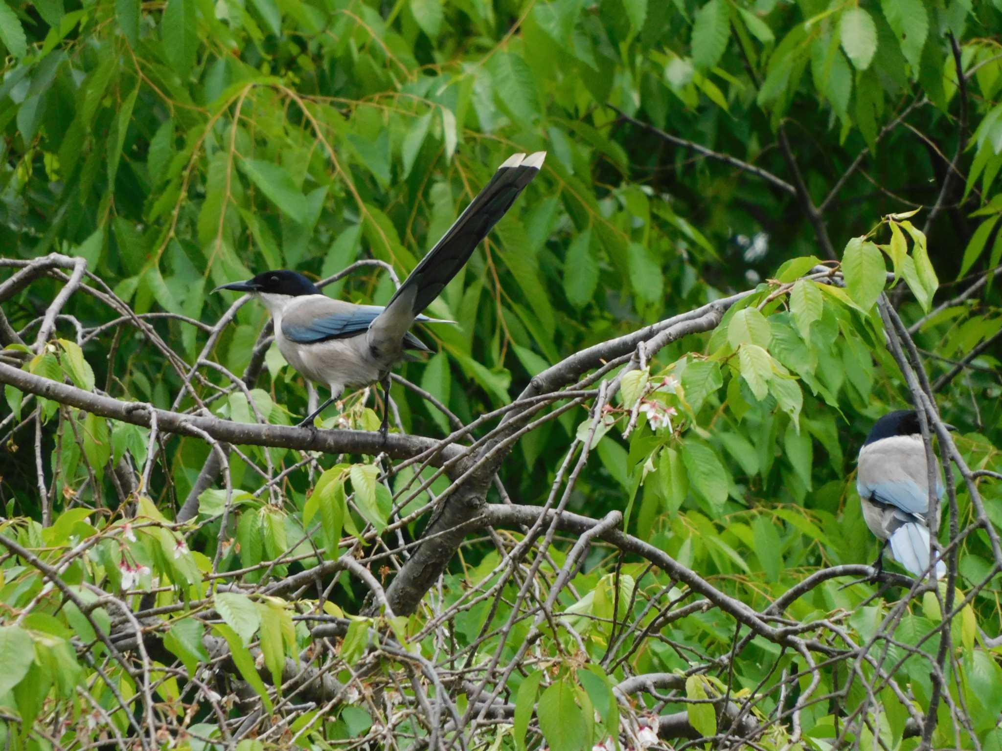 Photo of Azure-winged Magpie at さいたま市民の森 by ななほしてんとうむし