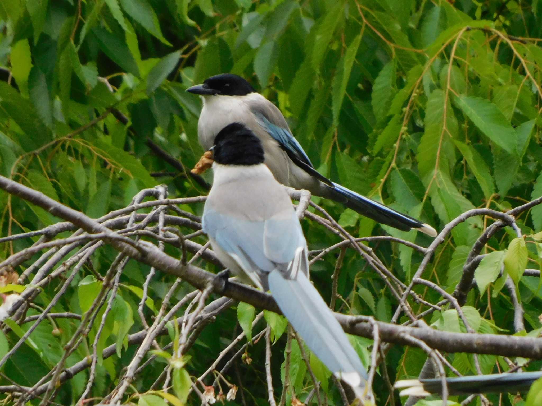 Azure-winged Magpie