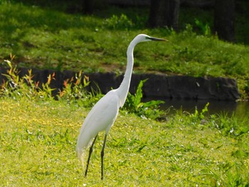 Great Egret さいたま市 Sun, 4/18/2021