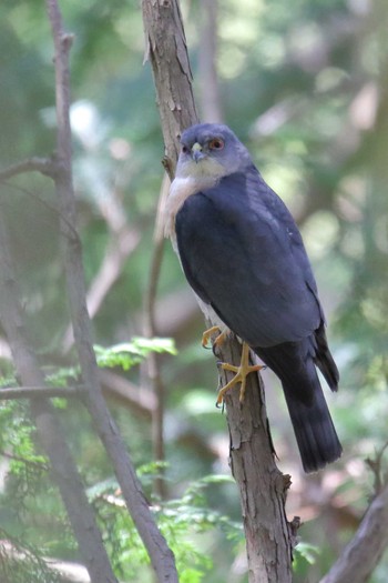 Japanese Sparrowhawk 日向林道 Sun, 4/18/2021