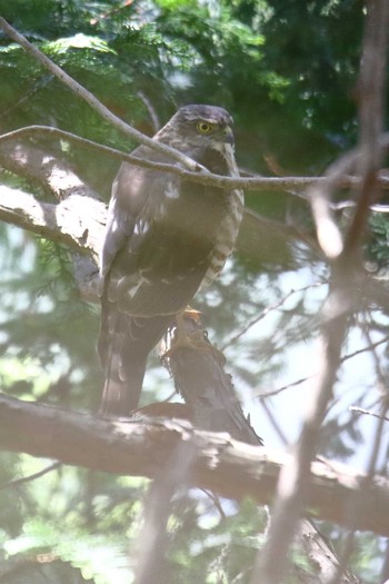 Japanese Sparrowhawk 日向林道 Sun, 4/18/2021