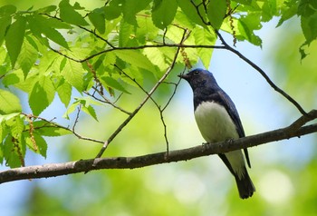 オオルリ 秋ヶ瀬公園 2021年4月18日(日)