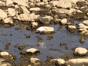 2021年4月20日(火) 新木場緑道公園(東京都江東区)の野鳥観察記録