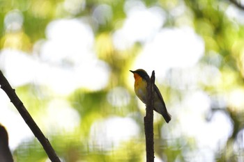 2021年4月21日(水) 長浜公園の野鳥観察記録