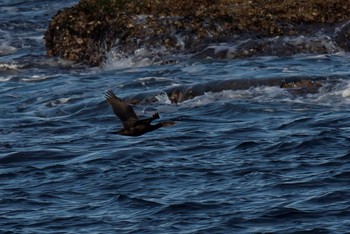 Pelagic Cormorant 神奈川 Wed, 2/22/2017