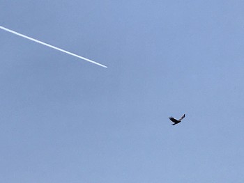 2021年4月20日(火) 和歌山県白浜町の野鳥観察記録