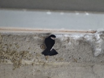 Asian House Martin 浅川 (八王子) Wed, 4/21/2021