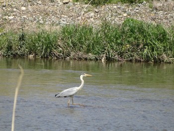 2021年4月21日(水) 浅川 (八王子)の野鳥観察記録