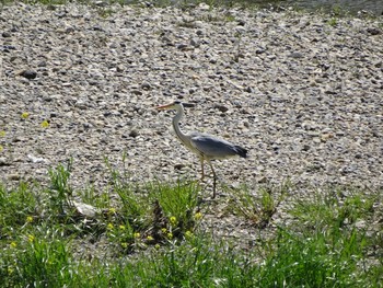 Grey Heron 浅川 (八王子) Wed, 4/21/2021