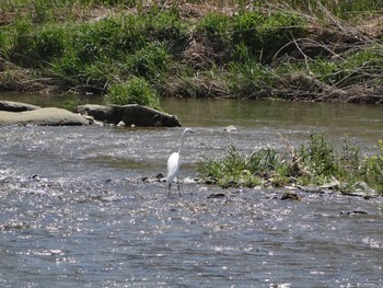 Great Egret 浅川 (八王子) Wed, 4/21/2021