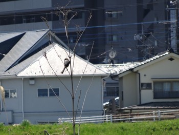 Bull-headed Shrike 浅川 (八王子) Wed, 4/21/2021