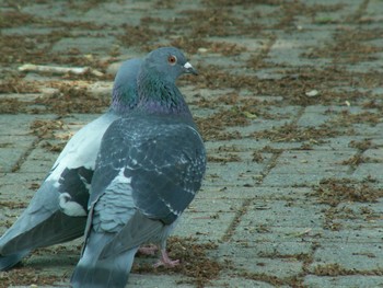 Rock Dove 菅田みどりの丘公園(横浜市神奈川区) Tue, 4/20/2021