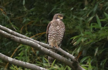 サシバ 場所が不明 撮影日未設定