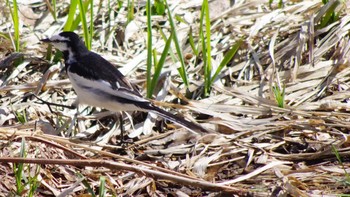 Wed, 4/21/2021 Birding report at 福井緑地(札幌市西区)