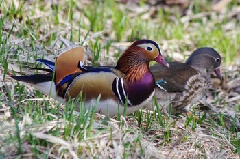 Mandarin Duck 福井緑地(札幌市西区) Wed, 4/21/2021