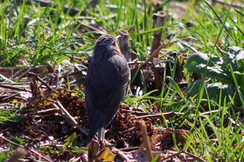 Brown-eared Bulbul 福井緑地(札幌市西区) Wed, 4/21/2021