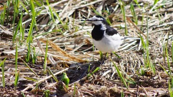 White Wagtail 福井緑地(札幌市西区) Wed, 4/21/2021