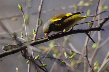 Grey-capped Greenfinch 福井緑地(札幌市西区) Wed, 4/21/2021