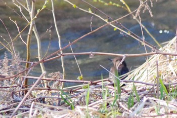 カワガラス 福井緑地(札幌市西区) 2021年4月21日(水)